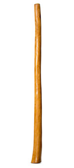 Gloss Finish Flared Didgeridoo (TW1434)